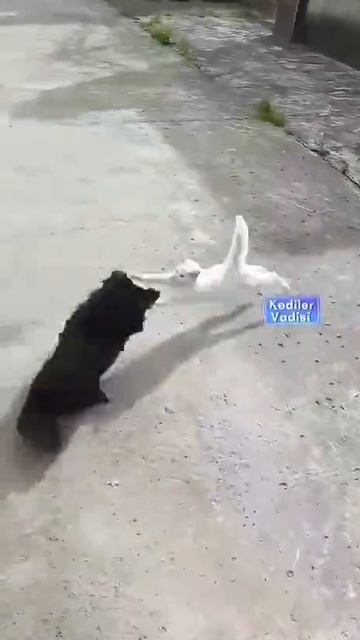 Зашли не в тот район смотреть онлайн