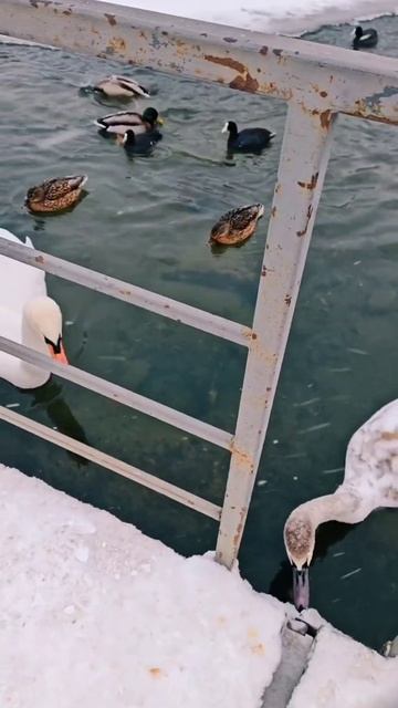 Лебеди и утки на Чомга - острове, зима 2026 #activevibesbelarus #Беларусь #зима #чомга #остров