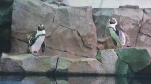 Пингвины. Семейство пингвинов. Забавные пингвины. Океанариум РИО