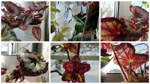 Цветочные перестановки. Поменяла местами бегонии и фаленопсисы.