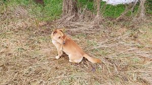 Пёс Пёс Пёс 98 серия «jimmvista» ♻️✏️ 👀 👂