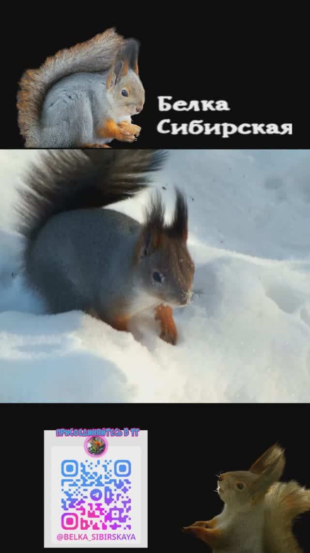 Белка роется мордочкой в снегу