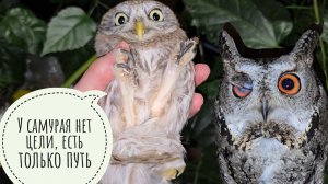 Цветочные совы под наблюдением. Сыч ХЗ ворвался на территорию сыча Лучика