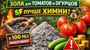 Зола для томатов и огурцов в 100 раз эффективнее химии 🪵🌱🍅🥒 Реальные секреты урожая! ⚡