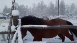 лошади зимой
