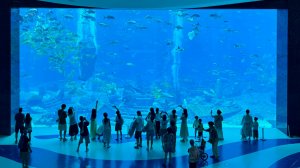 Русалки, акулы, скаты, черепахи и другие обитатели огромного аквариума в холле отеля Atlantis Sanya