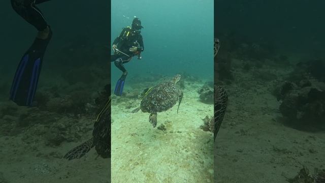 diving in Philippines🇵🇭 смотреть онлайн