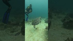 diving in Philippines🇵🇭