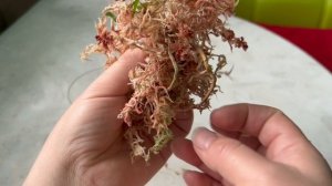 Детка на пне орхидеи