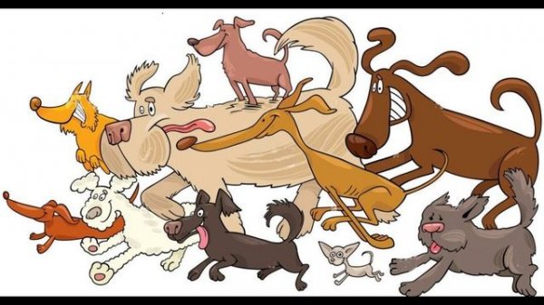 На выставке собак