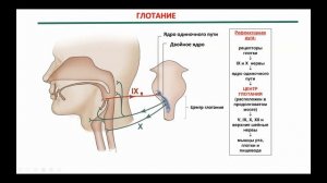 Лекция 13. Нормальная физиология для ИКМ и ИМД. Пищеварение. Савинкова И.Г.