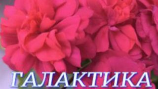 №1166/ ВЫСТАВКА цветов и ОРХИДЕЙ в ГАЛАКТИКЕ. Часть 2 смотреть онлайн