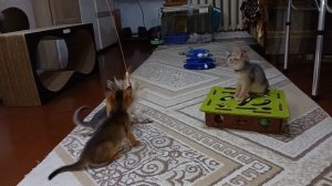 абиссинские котята 1,5 месяца играют