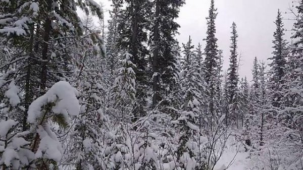 Дневник охотника. Пришёл в третье зимовьё. 19-ый день.