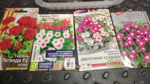 8 февраля 2026г. Обзор рассады. Посев катарантусов.