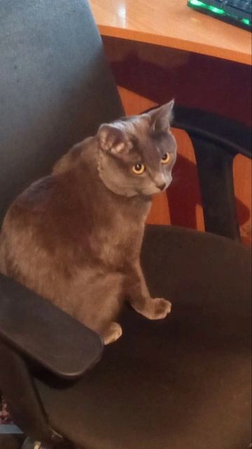 Кот Атос - большой босс! #shorts #котатос #котбосс #животные #атос смотреть онлайн