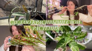 Формирую Растения | преображение 10 растений || до и после