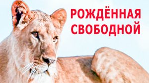 Рожденная Свободной / основанная на реальной истории / трейлер 1966 / Милые тигрята