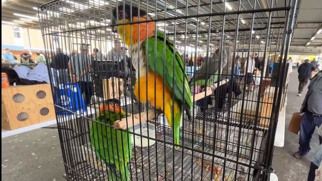 СКОЛЬКО СТОЯТ ПОПУГАИ_ РЕПОРТАЖ С РЫНКА (Me & Australia) смотреть онлайн