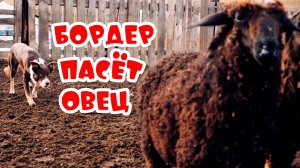 Короткошёрстный бордер пасёт овечек / border grazing sheep