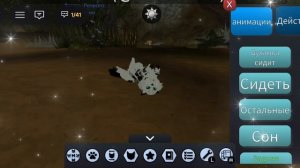 Котятки-пестроцветки💗. Ставь лайк, если хочешь подробное видео про них!👇