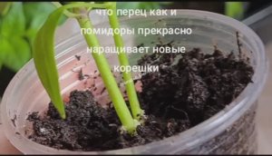 Хватит думать что перец не может наращивать корни как томаты!