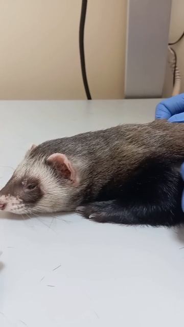 Хорек Боря перед рентгеном смотреть онлайн