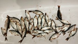 ЖЕСТЬ ПОПАЛ НА ЖОР КРУПНОЙ ПЛОТВЫ ЗИМОЙ.