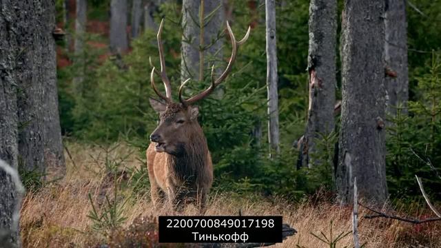 Новое от мошенников