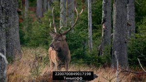 Новое от мошенников