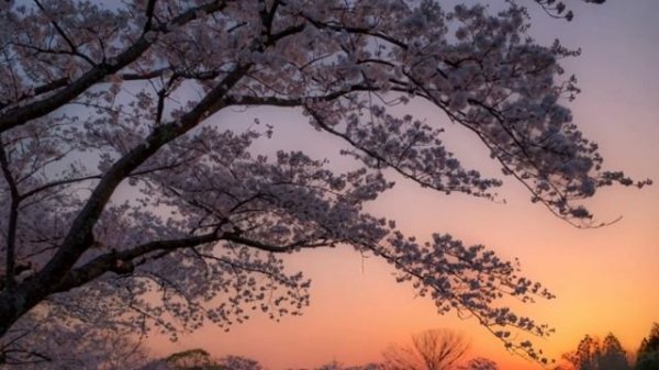 🌸 Цветущая вишня — Relax. Атмосфера отдыха . Музыка природы.