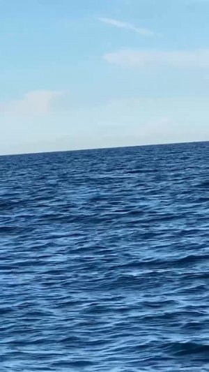 Сочинский акробат.