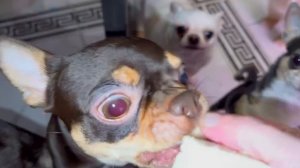 Вкусный и любимый перекус.