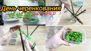 Размножаю гортензию зелёными почками.День черенкования.