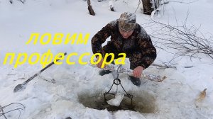 Промысел капканами бобра.Добыл  ТРЁХЛАПОГО