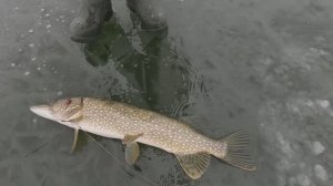 Перволедье в Воронежской области 2025-2026г.