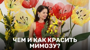Как и чем красить мимозу?