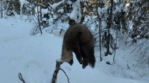 ПРОВЕРКА ПУТИКОВ, УСТАНОВКА КАПКАНОВ НА СОБОЛЯ И ЛИСИЦУ, ЖИЗНЬ И БЫТ В ТАЙГЕ (ЧАСТЬ 2).