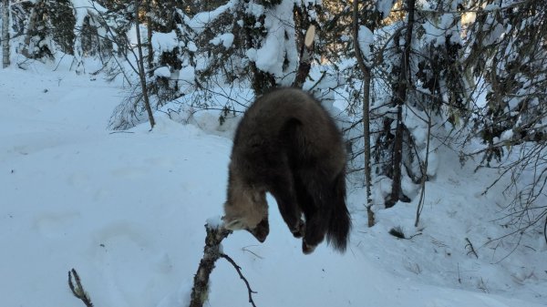 ПРОВЕРКА ПУТИКОВ, УСТАНОВКА КАПКАНОВ НА СОБОЛЯ И ЛИСИЦУ, ЖИЗНЬ И БЫТ В ТАЙГЕ (ЧАСТЬ 2).