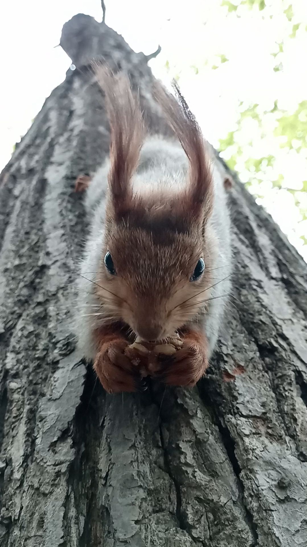 Белка и орешек. Апрель 2023 смотреть онлайн