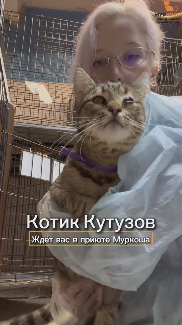 Кутузов ждёт вас в приюте #Муркоша смотреть онлайн