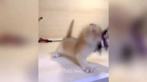 Самые уморительные и милые животные для поднятия настроения