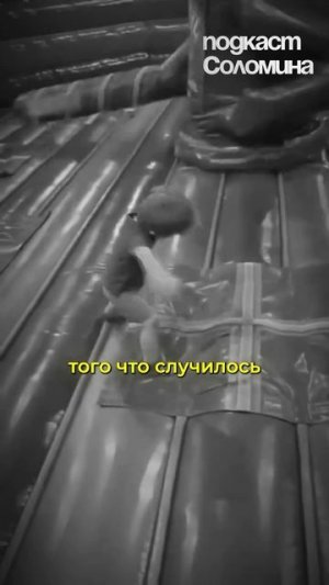 ЛЮБОВЬ ЭТО ИЛЛЮЗИЯ? Роберт Сапольски | Полный выпуск на канале "Глеб Соломин" #наука