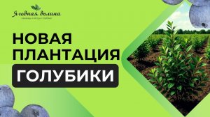 Когда лучше всего сажать голубику?