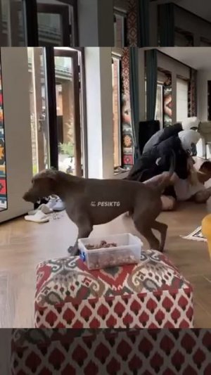 MOV_20260208_154038_793.mp4