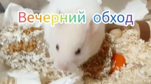 Вечерний обход хомяков. #хомяки