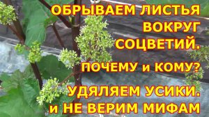 Когда ОБРЫВАЕМ ЛИСТ У ЦВЕТУЩИХ СОЦВЕТИЙ и УДАЛЯЕМ УСИКИ. Защита сада. ЧТО МОЖНО ПРИ ЦВЕТЕНИИ