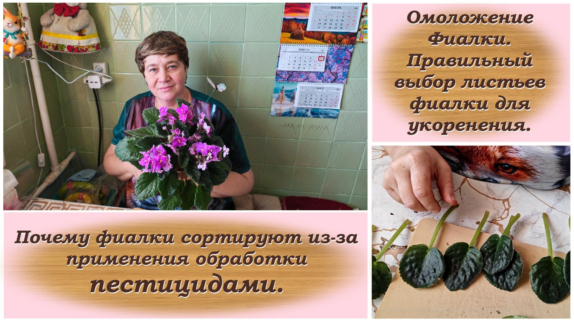 Омоложение Фиалки. Почему фиалки спортируют из-за применения обработки пестицидами.