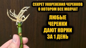 Быстрый способ укоренить любой черенок 100%! Черенкование всех черенков от роз до винограда