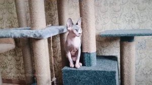 Keepers of the Fire Bacardi Blue Eurasia & Золото Фараонов